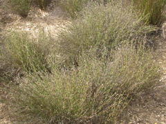 Restio longiaristatus