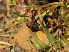 Capys alphaeus alphaeus