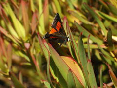 Capys alphaeus alphaeus