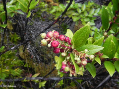 Gaultheria insana