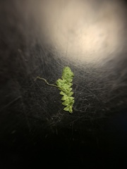Selaginella eclipes image