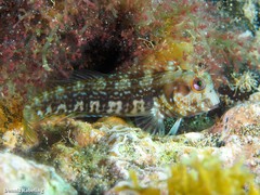 Parablennius goreensis