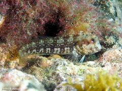 Parablennius goreensis