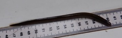 Lampetra planeri