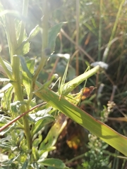 Phaneroptera falcata