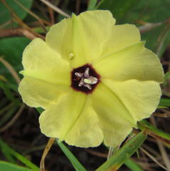 Hewittia malabarica