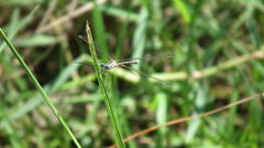 Lestes virgatus