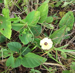 Hewittia malabarica