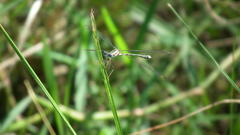 Lestes virgatus