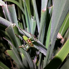 Neobarrettia sinaloae