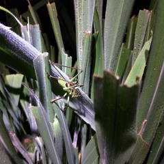 Neobarrettia sinaloae
