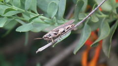 Catantopinae