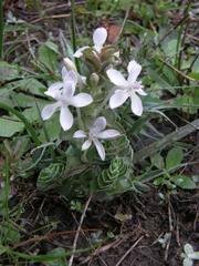 Lapeirousia pyramidalis pyramidalis