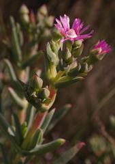 Phiambolia longifolia