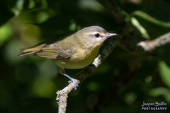 Vireo philadelphicus