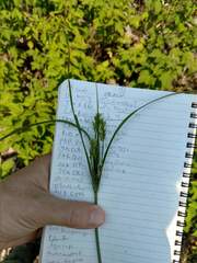 Cyperus schweinitzii