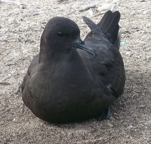 Puffinus nativitatis observed 2011-09-27