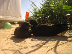 Puffinus nativitatis