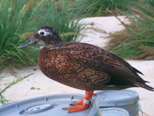 Anas laysanensis observed 2011-10-16