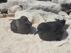 Puffinus nativitatis