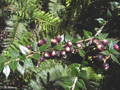 Gaultheria phillyreifolia
