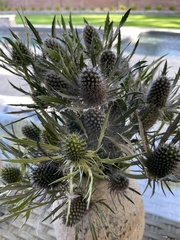 Eryngium hookeri