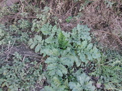 Heracleum sosnowskyi
