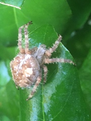 Araneus diadematus