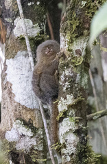Cebuella pygmaea