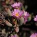 Oscularia guthrieae - Photo (c) Nick Helme, vissa rättigheter förbehållna (CC BY-SA), uppladdad av Nick Helme