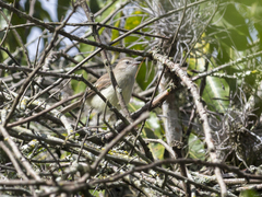 Nesotriccus incomtus