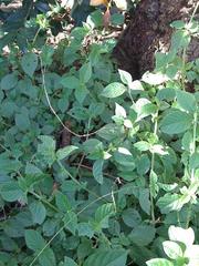 Achyranthes aspera aspera