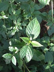 Achyranthes aspera aspera