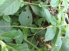 Achyranthes aspera aspera