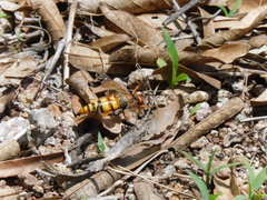 Sphecius convallis