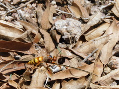 Sphecius convallis