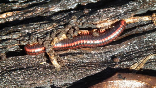 Centrobolus silvanus