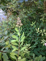 Spiraea syringaeflora