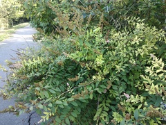 Spiraea syringaeflora
