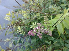 Spiraea syringaeflora