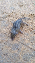 Monodelphis americana