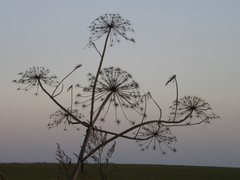 Heracleum sosnowskyi
