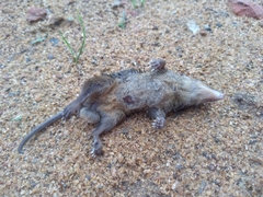 Monodelphis americana
