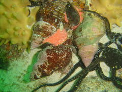 Africofusus ocelliferus