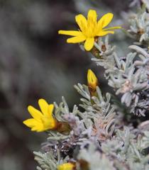 Oedera humilis