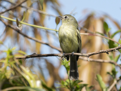 Tolmomyias sulphurescens
