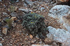 Oedera humilis