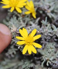 Oedera humilis