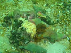 Africofusus ocelliferus