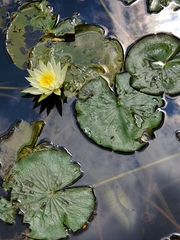 Nymphaea odorata